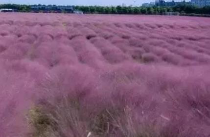 新北粉黛花:常州市新北区特色农产品粉黛花,产地宝