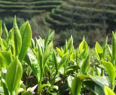 金坛茅山茶:常州金坛区特色农产品茅山青峰茶,产地茶叶,产地宝