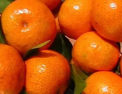 金坛洞庭红橘子:常州市金坛区特产洞庭红橘子,产地农产品,产地宝