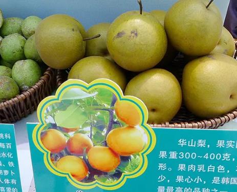 盐都龙冈华山梨:盐城盐都特色农产品龙冈华山梨,产地水果,产地宝