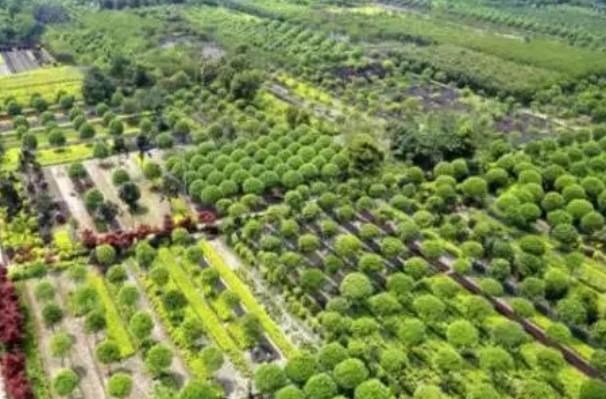 温江花卉苗木:成都温江区特产花卉苗木,产地农产品花木,产地宝