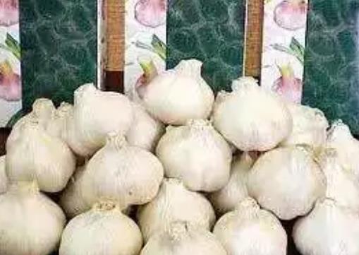 温江大蒜:成都市温江区特产大蒜,产地农产品大蒜,产地宝