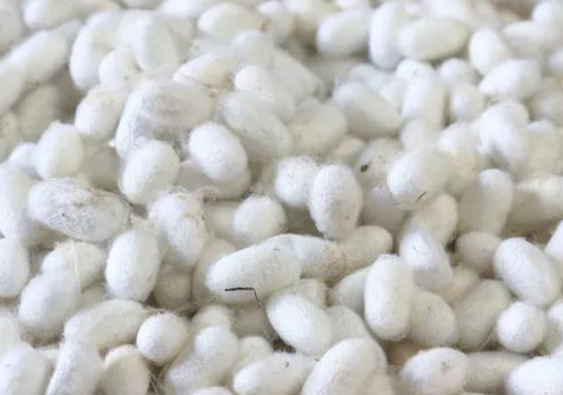涪城蚕茧:绵阳涪城区特产蚕茧,地理标志农产品蚕茧,产地宝