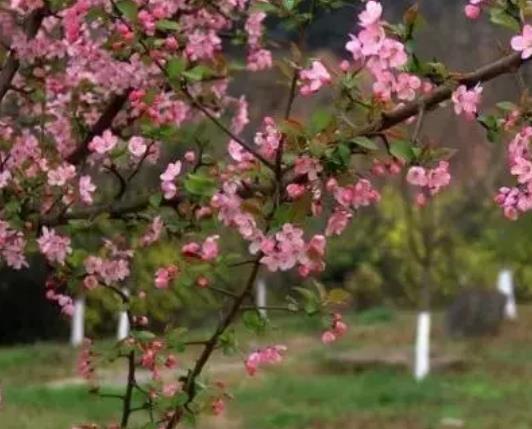 涪城樱花:绵阳涪城青义镇特产樱花,产地农产品花木,产地宝