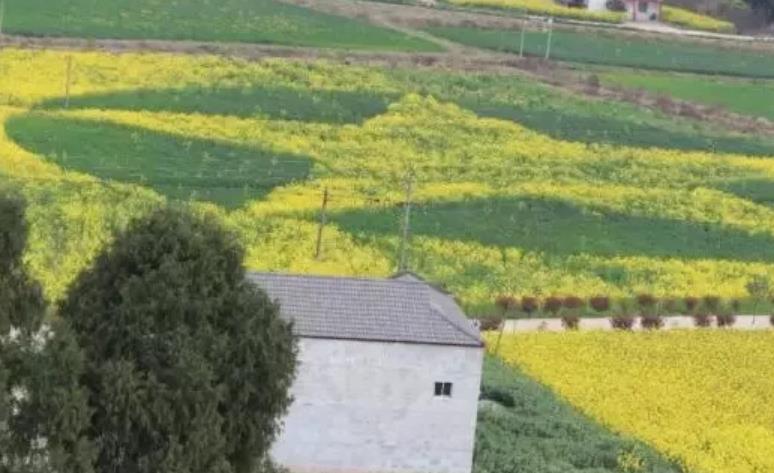 魏城镇铁炉村桃花梅花桃花油菜花:绵阳市游仙区特色农产品,产地宝