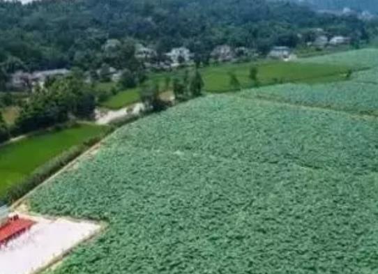 游仙凤凰乡莲藕:绵阳市游仙区特色农产品莲藕,产地宝