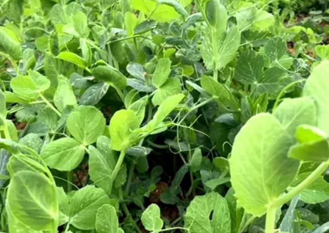三台建设镇豌豆苗 小白菜 西兰花:绵阳三台县特色农产品,产地宝