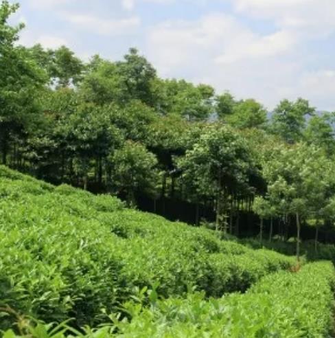  北川苔子茶:绵阳市北川县特产苔子茶,产地茶叶苔子茶,产地宝