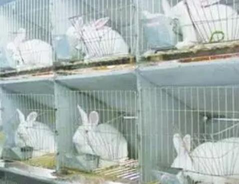 江油獭兔:绵阳市江油特产獭兔,产地农产品獭兔,产地宝