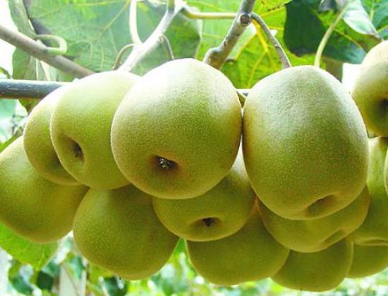 江油新安猕猴桃:绵阳江油特产新安猕猴桃,产地水果,产地宝