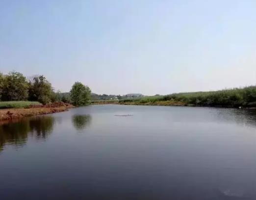 德阳中江县清河乡产地特色农产品水稻玉米红薯小麦油菜子,产地宝
