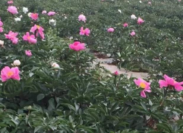 德阳中江集凤镇产地特产中药材芍药花 格桑花 银冯村菊花,产地宝