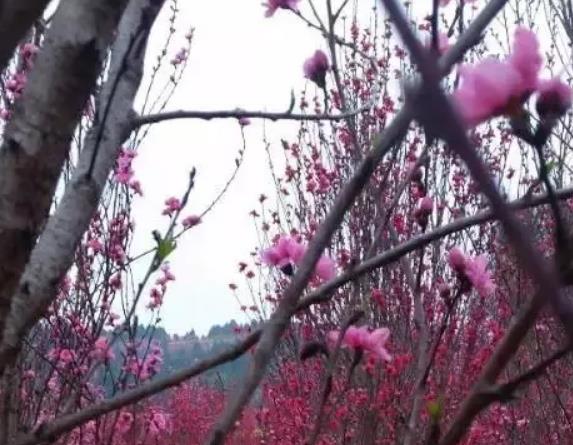 中江太安桃花:德阳中江县太安镇产地特色农产品桃花,产地宝