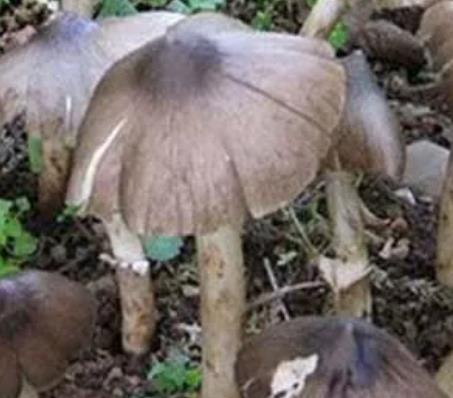 西昌野生菌:凉山州西昌特产野生菌,产地农产品野生菌,产地宝