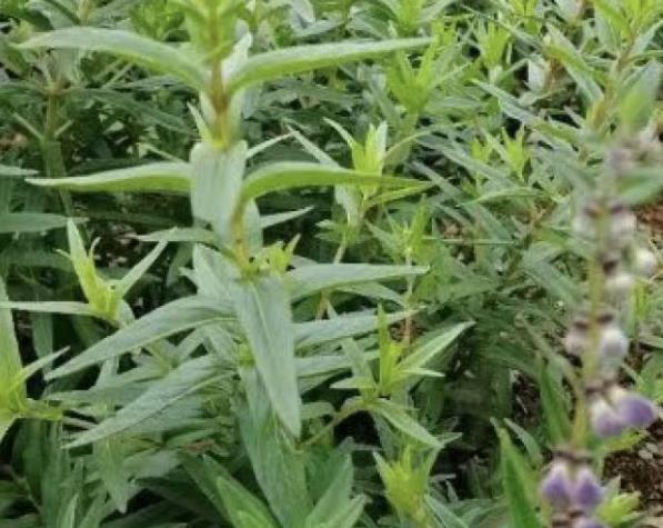 昭觉黄芩:凉山昭觉县特产黄芩,产地中药材农产品黄芩,产地宝