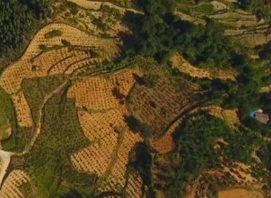 冕宁刺梨:凉山冕宁城厢镇特产刺梨,产地农产品刺梨,产地宝