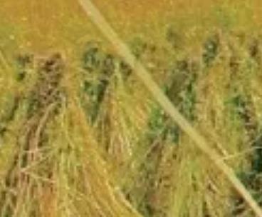 美姑苦荞:凉山州美姑县特产苦荞,产地农产品高山黑苦荞茶,产地宝