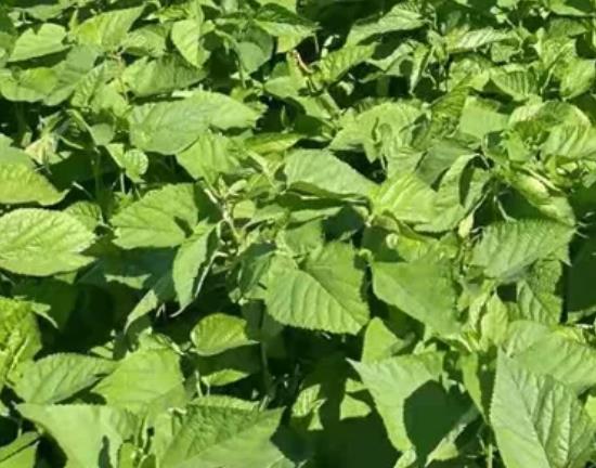 正定蛋白桑:石家庄正定特产桑叶茶 产地农产品蛋白桑,产地宝