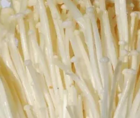 行唐玉亭乡特产金针菇蘑菇食用菌:石家庄行唐县特产农产品,产地宝