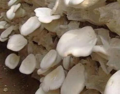 平山白灵菇:石家庄平山县特产白灵菇,产地农产品白灵菇,产地宝