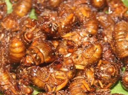 赵县炸金蝉:石家庄赵县特色美食小吃炸金蝉,产地宝