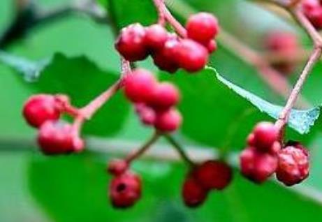 唐县花椒:保定市唐县特产花椒,产地农产品唐县花椒,产地宝