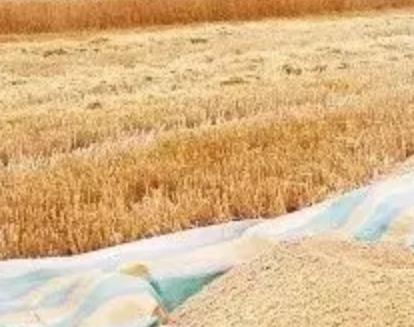 保定唐县都亭乡产地特色农产品小麦 玉米 小杂粮,产地宝