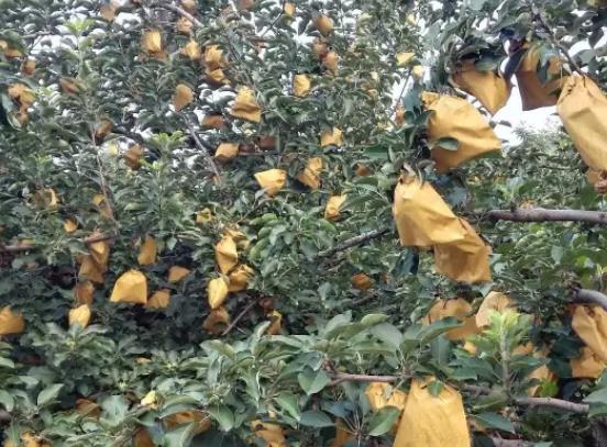 狼牙山苹果:保定易县特产狼牙山苹果,产地水果农产品苹果,产地宝