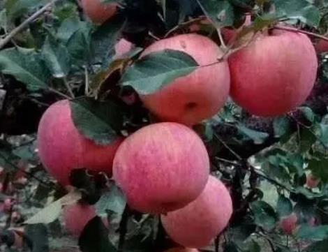 曲阳苹果:保定市曲阳县特产苹果,产地水果苹果,产地宝