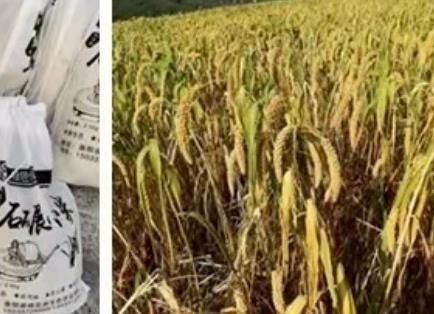 曲阳岭尔上小米:保定曲阳县特产岭尔上小米,产地农产品小米,产地宝