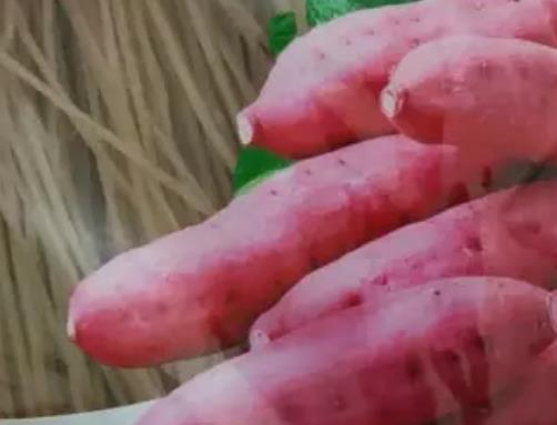 定州红薯粉条:保定市定州特产红薯粉条,产地食品农产品粉条,产地宝