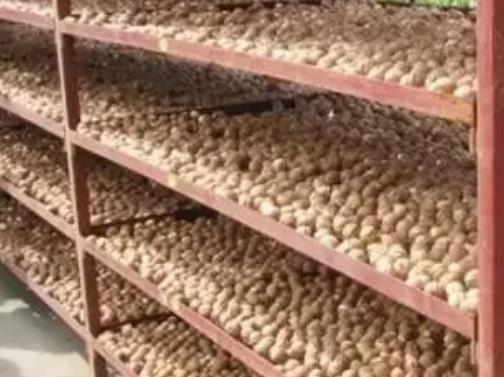 定州西城核桃:保定市定州西城区特产核桃,产地农产品核桃,产地宝