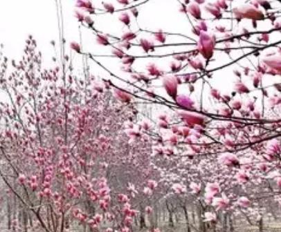 定州钮店玉兰花:保定定州高蓬镇特产玉兰花,产地苗木花卉,产地宝