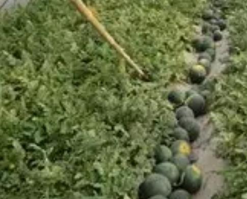 小无籽西瓜:廊坊文安县特产小无籽西瓜,产地水果农产品西瓜,产地宝