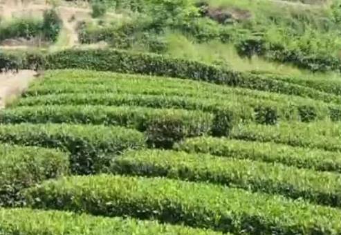 牟家坝绿茶:汉中南郑牟家坝镇特色农产品绿茶红茶,产地茶叶,产地宝