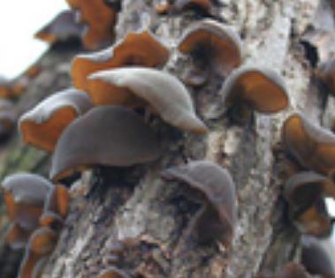 镇巴黑木耳:汉中镇巴县特产黑木耳,国家地理标志农产品木耳,产地宝