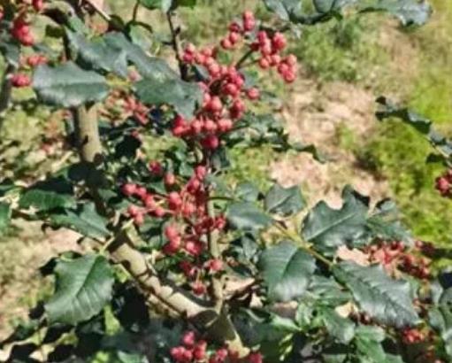 陈仓花椒:宝鸡陈仓区赤沙镇特产花椒,产地农产品花椒,产地宝