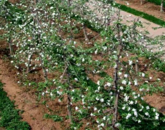 凤翔苹果:宝鸡市凤翔区特产苹果,地理标志产品凤翔苹果,产地宝