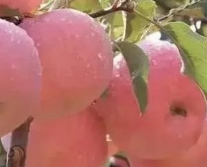 扶风苹果:宝鸡市扶风县特产苹果,产地水果农产品苹果,产地宝