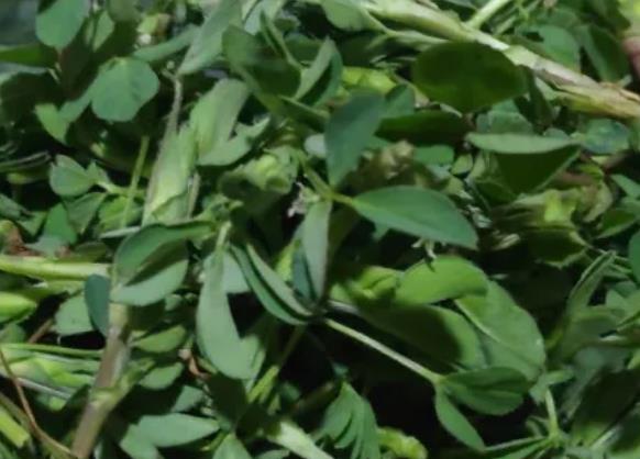 陇县苜蓿:宝鸡市陇县特产苜蓿,产地野菜农产品苜蓿,产地宝