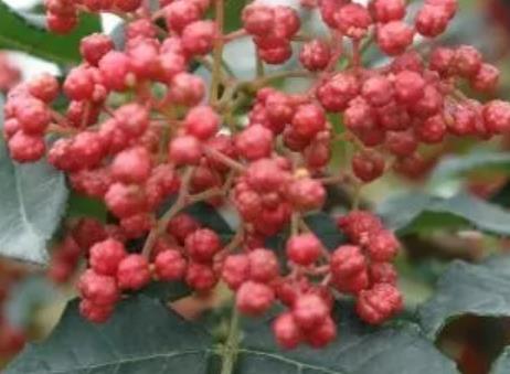 太白花椒:宝鸡市太白县特产靖口花椒,产地农产品靖口花椒,产地宝