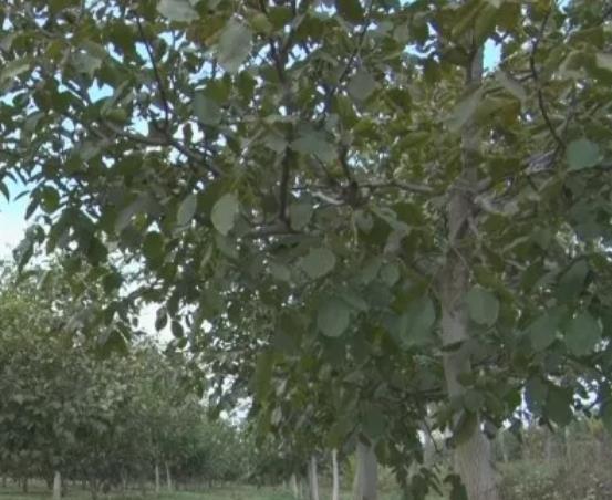 金马村核桃:铜川耀州金马村特产核桃 连翘,产地干果中药材,产地宝