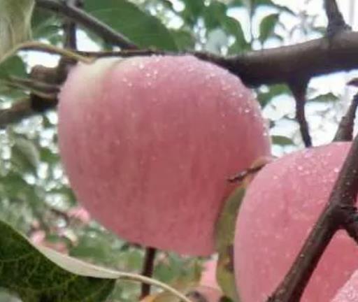 印台苹果:铜川市印台区特色农产品苹果,产地水果苹果,产地宝