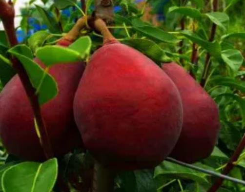 印台西洋梨:铜川印台区东塬村产地特色水果农产品西洋梨,产地宝