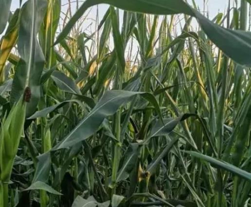 宜君玉米:铜川市宜君县特产玉米,产地地理标志农产品玉米,产地宝