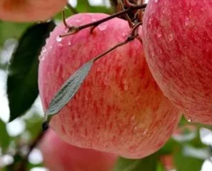 宜君苹果:铜川市宜君县特产苹果,产地水果农产品苹果,产地宝