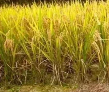 罗田大米:重庆万州区罗田镇特产罗田大米,产地农产品大米,产地宝