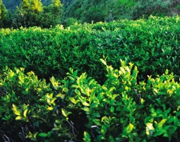 三峡天丛:重庆万州区特产三峡天丛,产地绿茶茶叶峡天丛,产地宝