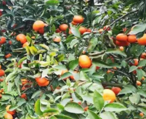 万州三月红桔子:重庆万州区小周镇特产红桔,产地水果柑橘,产地宝