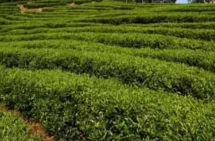 万州凤凰茶乡:重庆万州太安镇凤凰村特产高山茶,产地茶叶,产地宝